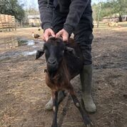 Adopt Winter (goat) a Goat farm-type animal in FREEPORT, FL (24713845)