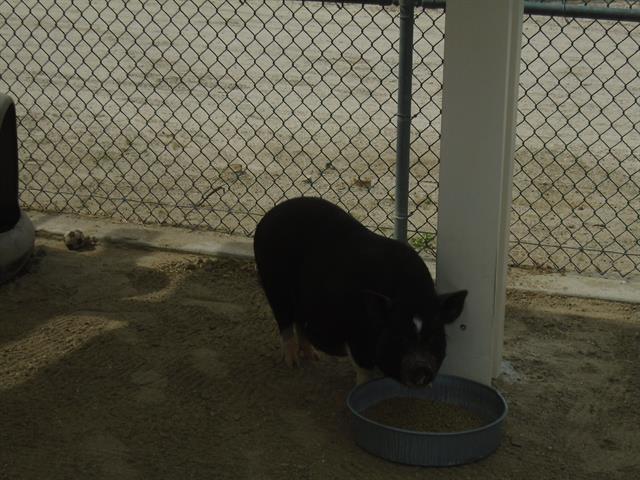 Adopt Livestock a Pig