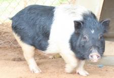 Adopt Piggie Smalls a Pig
