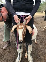 Adopt Venus (goat) a Goat