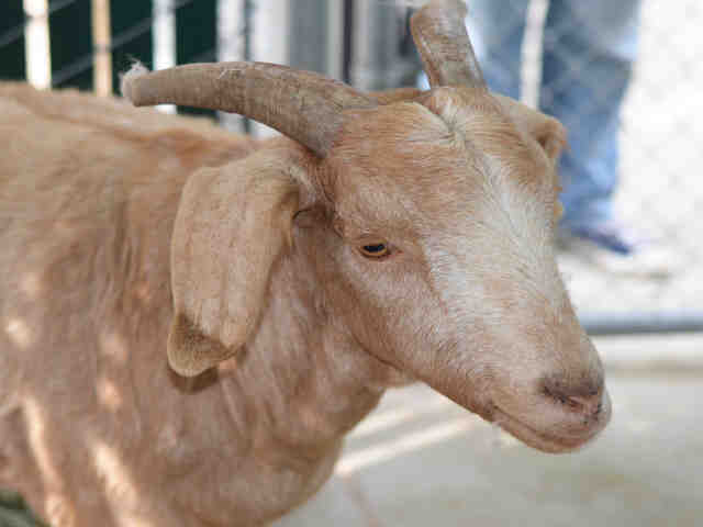 Adopt *BILL GOATS a Goat / Mixed farm-type animal in Jackson, CA (24838706)