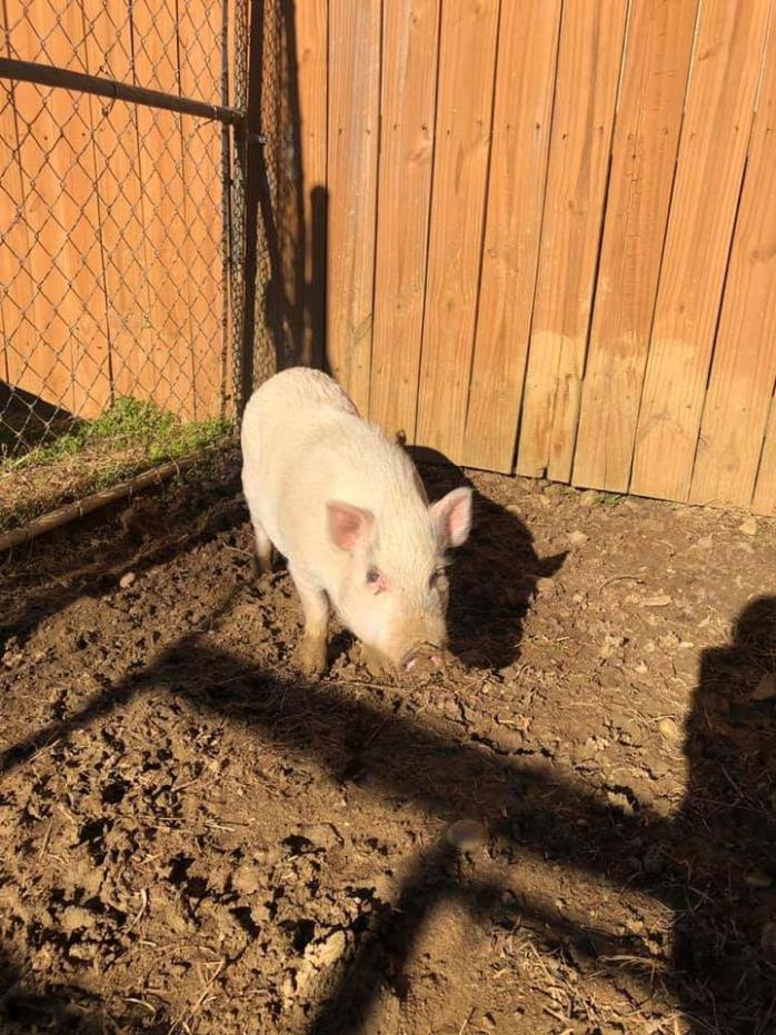 Adopt [No Name] a Pig
