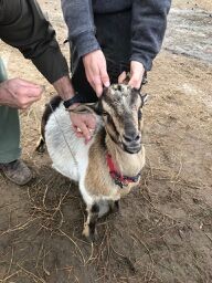 Adopt Kaluha (goat) a Goat farm-type animal in FREEPORT, FL (24713843)