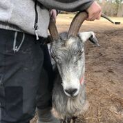 Adopt Melon (goat) a Goat farm-type animal in FREEPORT, FL (24713840)