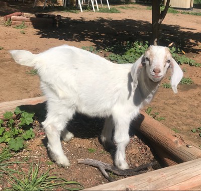 Adopt Darla a Goat farm-type animal in Temecula, CA (24798927)