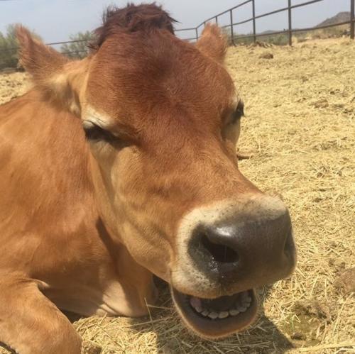 Adopt Dudley a Cow