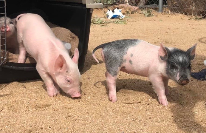 Adopt TUPIG & EINSWINE a Pig