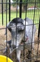 Adopt Ivy (goat) a Goat farm-type animal in FREEPORT, FL (24713870)