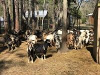 Adopt Hugh (goat) a Goat farm-type animal in FREEPORT, FL (24713869)