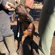 Adopt Marble (goat) a Goat farm-type animal in FREEPORT, FL (24713867)