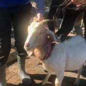 Adopt Gilda (goat) a Goat farm-type animal in FREEPORT, FL (24713868)