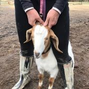 Adopt Lentil (goat) a Goat farm-type animal in FREEPORT, FL (24713842)