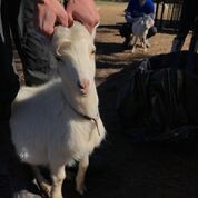 Adopt Pablo (goat) a Goat farm-type animal in FREEPORT, FL (24713866)