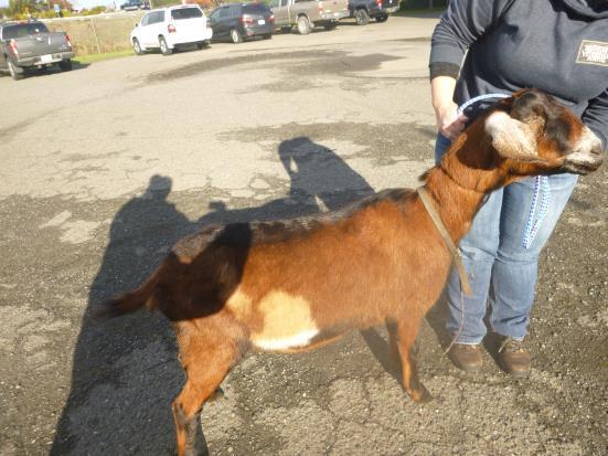 Adopt JANE DOE a Goat