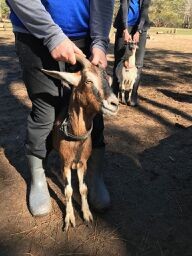 Adopt Huggy (goat) a Goat farm-type animal in FREEPORT, FL (24713865)