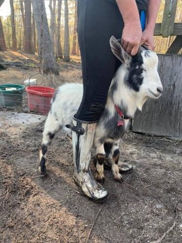 Adopt Sparks (goat) a Goat farm-type animal in FREEPORT, FL (24713836)
