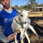 Adopt Kina (goat) a Goat farm-type animal in FREEPORT, FL (24713862)