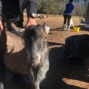 Adopt Fred (goat) a Goat