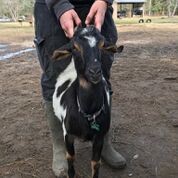 Adopt Gucci (goat) a Goat farm-type animal in FREEPORT, FL (24713860)