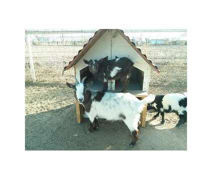 Pgymy Goats