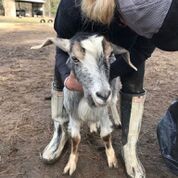 Adopt Harvest (goat) a Goat farm-type animal in FREEPORT, FL (24713861)