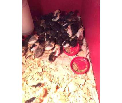 Button quail chicks 5 for $15 and hatching eggs, rare colors
