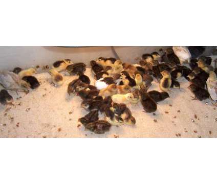 Button quail chicks 5 for $15 and hatching eggs, rare colors