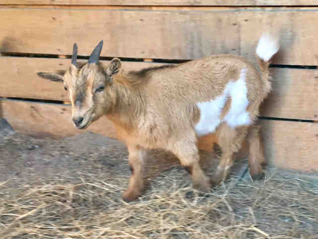 Adopt a Goat / Mixed farm-type animal in Burgaw, NC (20495784)