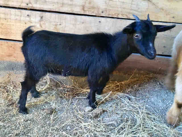 Adopt a Goat / Mixed farm-type animal in Burgaw, NC (20495794)
