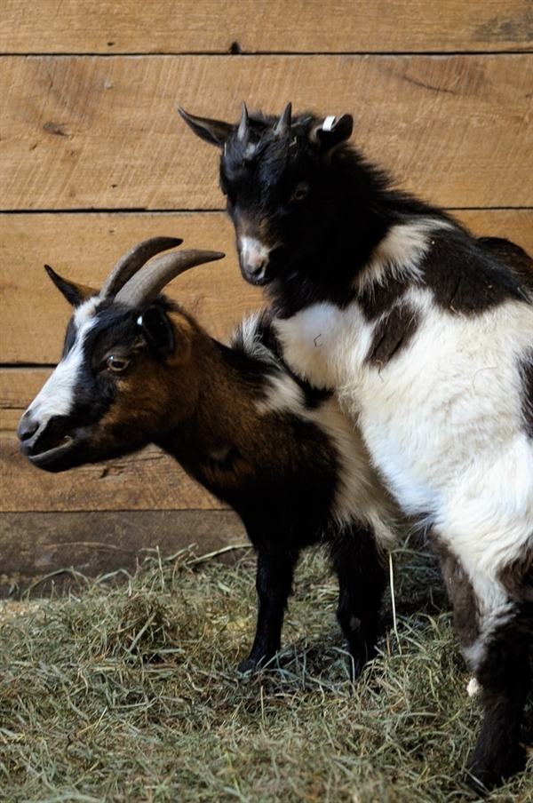Adopt Nutmeg- Adoption Pending! a Goat