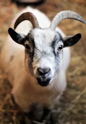 Adopt Georgina a Goat