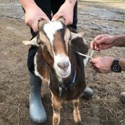 Adopt Pattie (goat) a Goat farm-type animal in FREEPORT, FL (24713859)