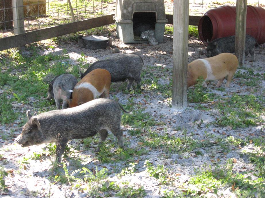Adopt Pigs(6-young) a Pig