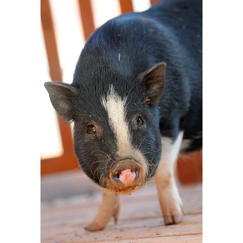 Adopt Millicent a Pig