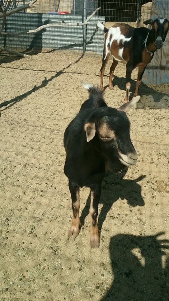 Adopt OneLastChance a Goat farm-type animal in Palmdale, CA (16997182)