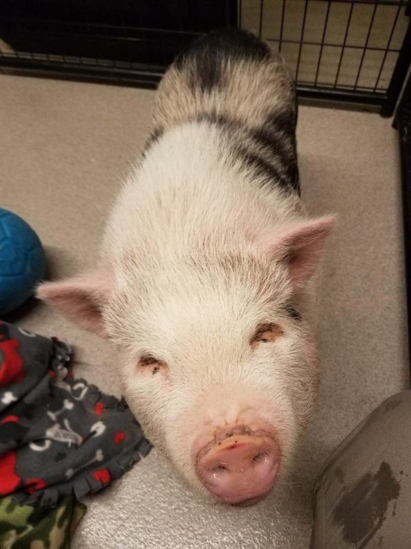 Adopt Dolly a Pig