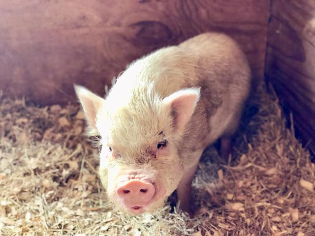 Adopt MARCY a Pig