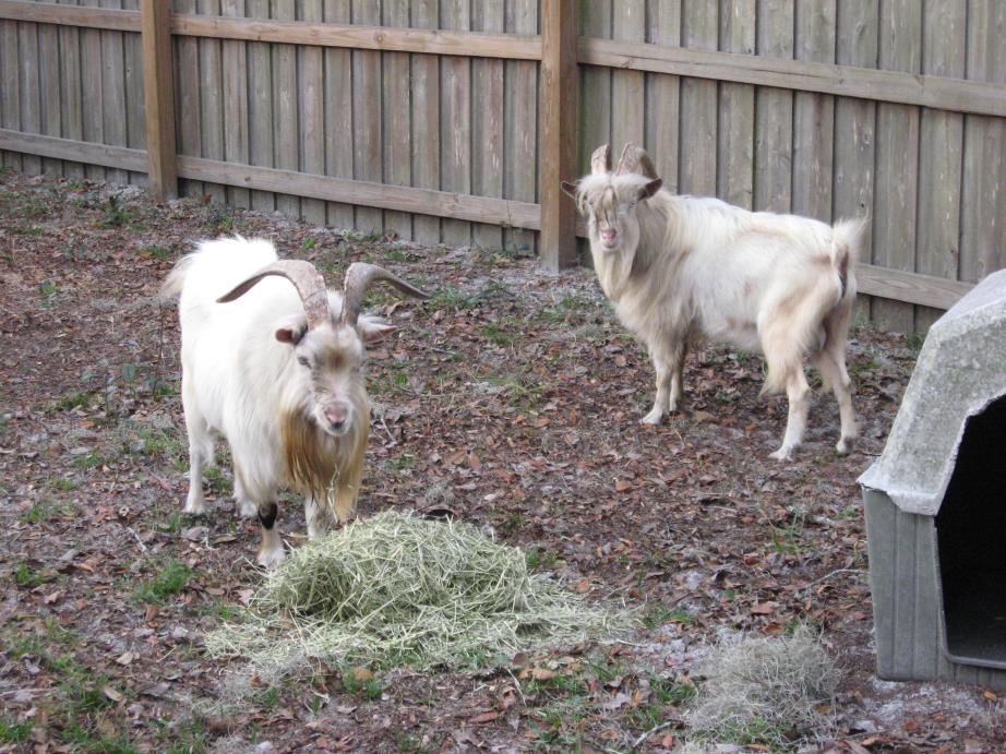 Adopt Kiko Billy goats(2) a Goat