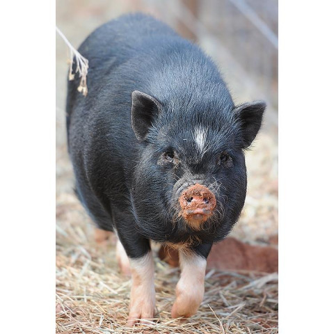 Adopt Maisy a Pig