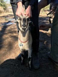 Adopt Krypt (goat) a Goat farm-type animal in FREEPORT, FL (24717175)