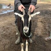 Adopt Zillie (goat) a Goat farm-type animal in FREEPORT, FL (24714984)