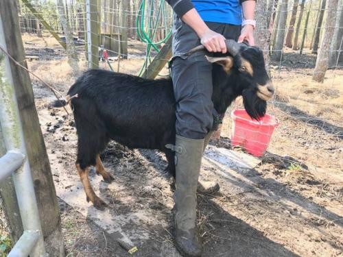 Adopt Redford (goat) a Goat farm-type animal in FREEPORT, FL (24717170)