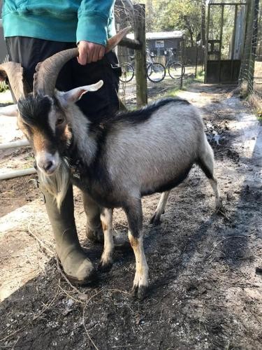 Adopt Jam (goat) a Goat farm-type animal in FREEPORT, FL (24717169)