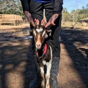 Adopt Licorice (goat) a Goat farm-type animal in FREEPORT, FL (24717176)