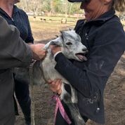 Adopt Quinton (goat) a Goat farm-type animal in FREEPORT, FL (24717172)