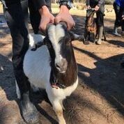 Adopt Vista (goat) a Goat farm-type animal in FREEPORT, FL (24714985)