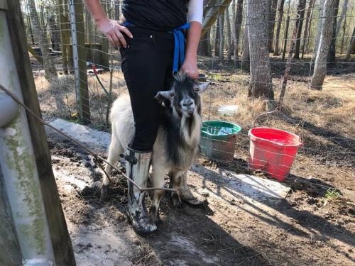 Adopt Randy (goat) a Goat farm-type animal in FREEPORT, FL (24714966)