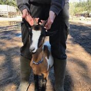 Adopt Millie B. (goat) a Goat farm-type animal in FREEPORT, FL (24717174)