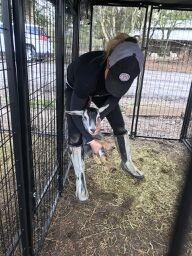 Adopt Gritty (goat) a Goat farm-type animal in FREEPORT, FL (24714967)