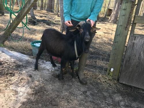 Adopt Manny (goat) a Goat farm-type animal in FREEPORT, FL (24714972)